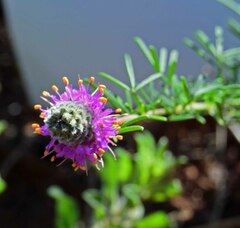 Dalea purpurea