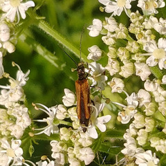 Oedemera femorata