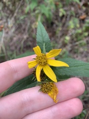 Helianthus microcephalus