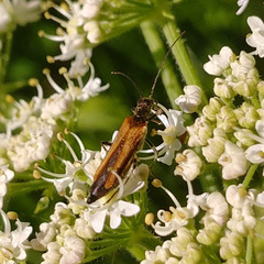 Oedemera femorata