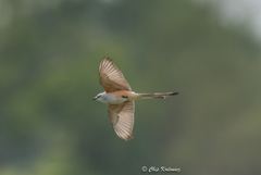 Tyrannus forficatus