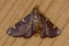Hypsopygia olinalis