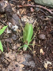 Pterophylla camellifolia