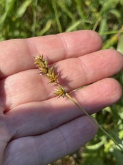 Carex spicata