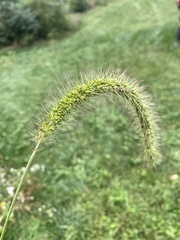 Setaria faberi