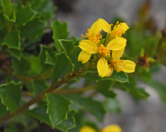 Narvalina domingensis