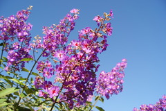 Pleroma heteromallum