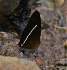 Lymanopoda albocincta