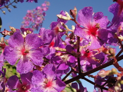 Pleroma heteromallum