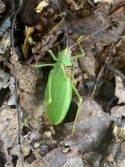 Pterophylla camellifolia