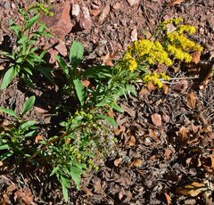 Solidago missouriensis