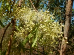 Terminalia grandiflora