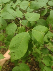 Prunus americana