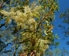 Terminalia grandiflora