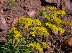Solidago missouriensis