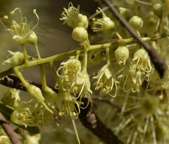Terminalia grandiflora