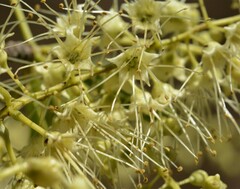 Terminalia grandiflora