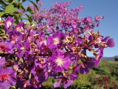 Pleroma heteromallum