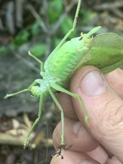 Pterophylla camellifolia