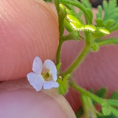 Leucospora multifida