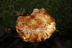 Cerioporus squamosus