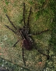 Tigrosa georgicola