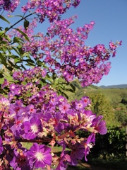 Pleroma heteromallum