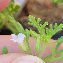 Leucospora multifida
