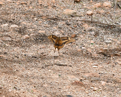 Heraclides aristodemus