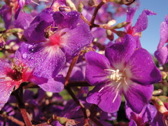 Pleroma heteromallum