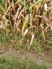 Cercospora zeae-maydis