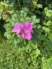 Rosa majalis