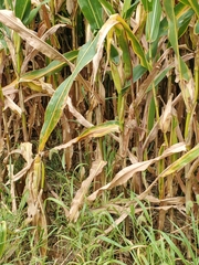 Cercospora zeae-maydis