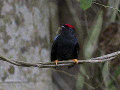 Chiroxiphia lanceolata