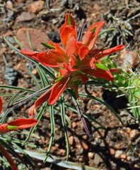 Castilleja integra