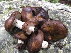 Russula avellaneiceps