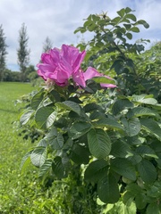 Rosa majalis
