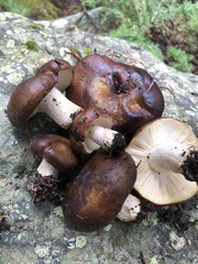 Russula avellaneiceps