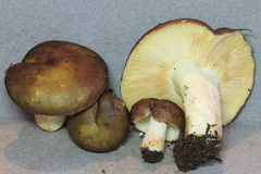 Russula avellaneiceps