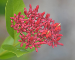 Pinochia corymbosa