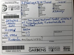 Russula avellaneiceps