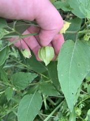 Physalis longifolia
