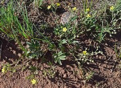 Potentilla hippiana