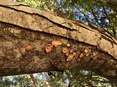 Phlebia radiata