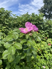 Rosa majalis