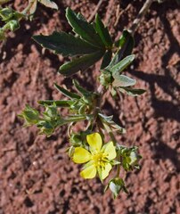 Potentilla hippiana