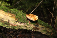 Cerioporus squamosus