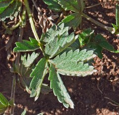 Potentilla hippiana