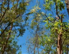 Terminalia grandiflora