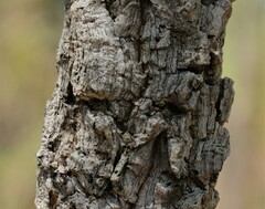Terminalia grandiflora